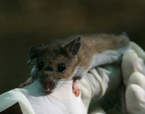 mouse-in-hand